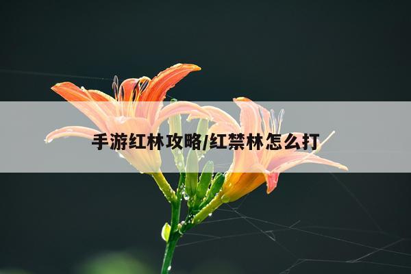 手游红林攻略/红禁林怎么打