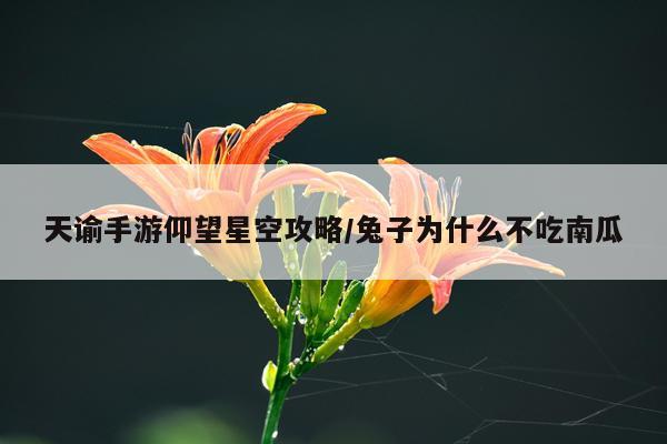 天谕手游仰望星空攻略/兔子为什么不吃南瓜